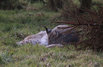 欧亚猞猁(lynx lynx)