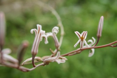 斑马仙人掌的花