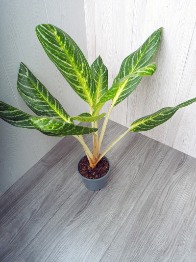 青柠是一种常绿植物