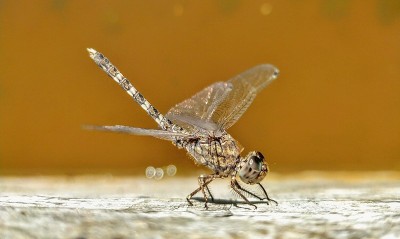 蜻蜓