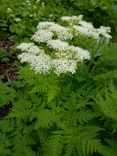 休斯伞形花序;没药山萝卜;Myrrhis odorata;