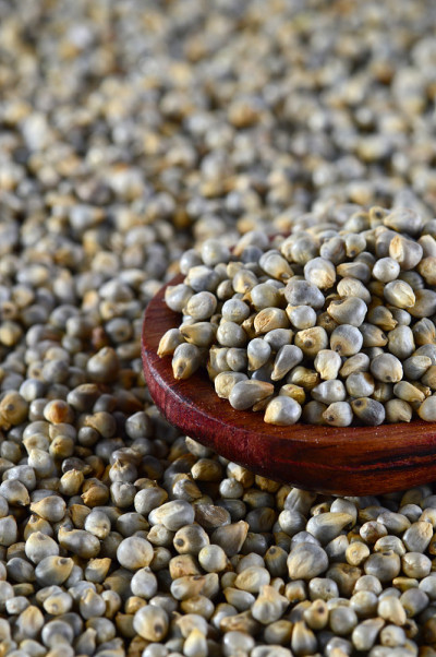 珍珠小米(Bajra)的特写，用木勺。