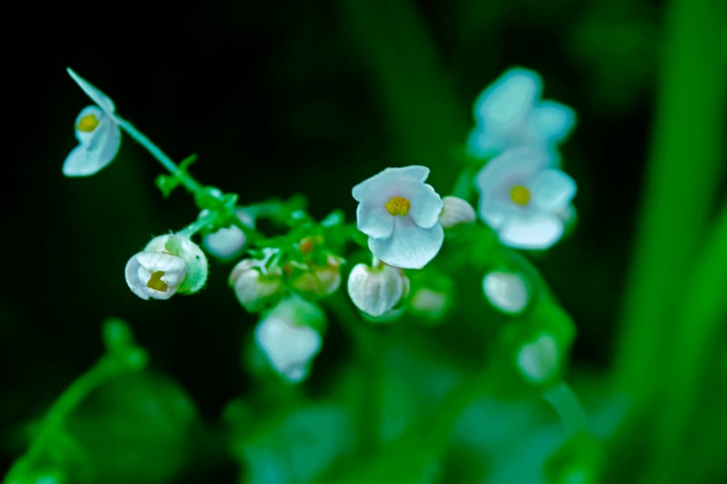 海棠的花，海棠