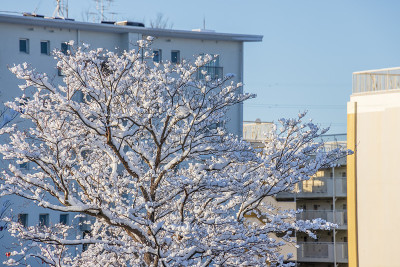 横滨郊外的城镇和路边的树木在早晨下雪的时候