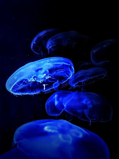 水母