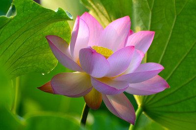 盛开的莲花