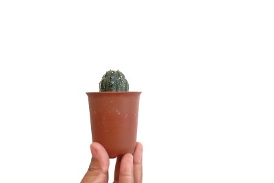 一个女人的手捧着一盆小小的仙人掌花在花盆里生长