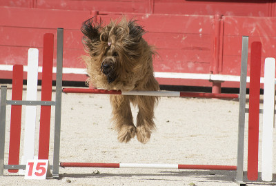 伯瑞犬在敏捷性