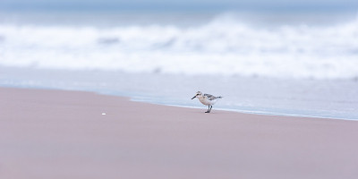 莫德林群岛的sandderling sandpiper