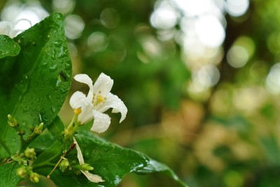 橙色的热带茉莉花与水滴盛开在花园里