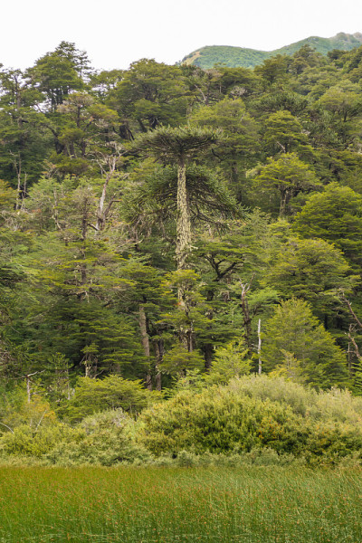 valdivian雨林中有古老的araucaria araucana，是一个非常潮湿和绿色的环境