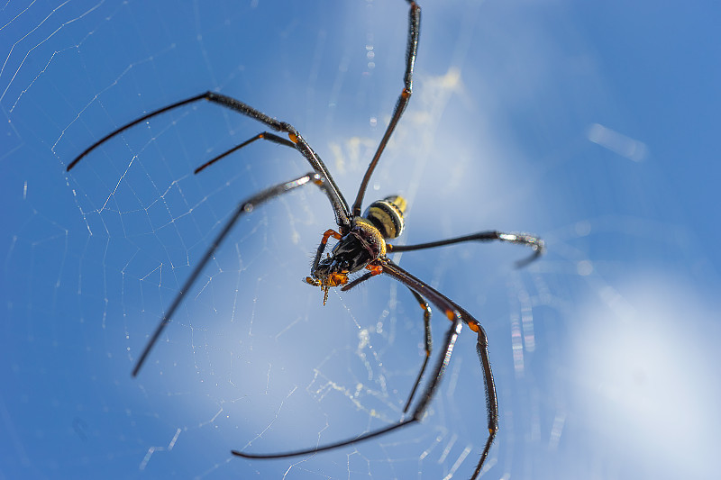 巨大的金球织布机“Nephila pilipes”