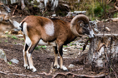 Mouflon (Ovis orientalis)特写照片