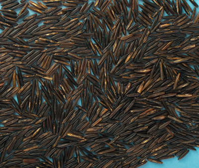 Raw Black Wild Rice on Blue Paper Background