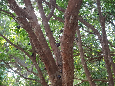 Jabuticaba
