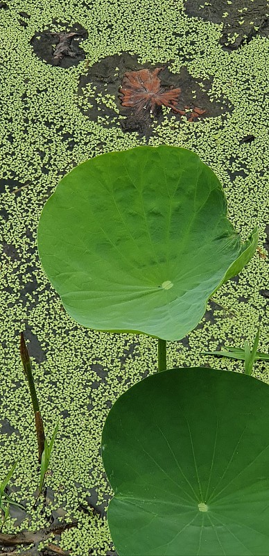 莲花场
