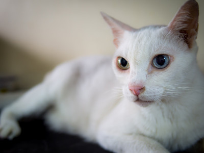 白色奇怪的眼睛暹罗猫看起来好奇