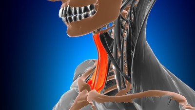 胸骨舌骨肌解剖医学概念3D