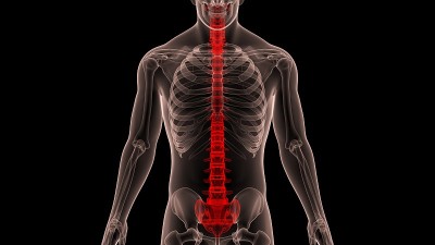 脊髓脊柱人体骨骼系统解剖学