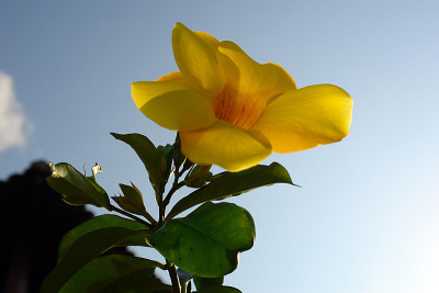黄黄蔓花