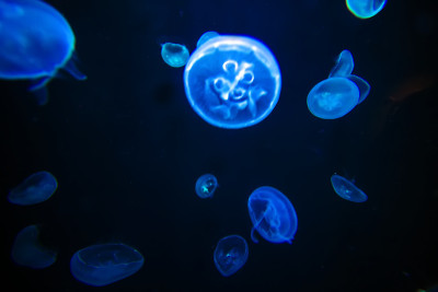 海蜇蓝光黑光效果
