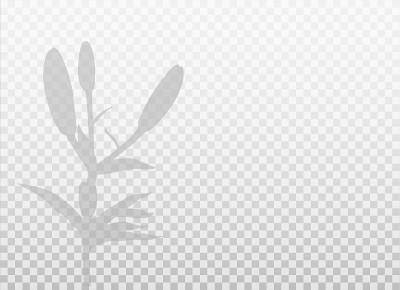 百合花蕾阴影孤立在透明的背景。矢量现实轮廓与空白。EPS10。