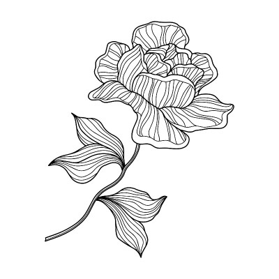 玫瑰花孤立在白色。手绘线向量