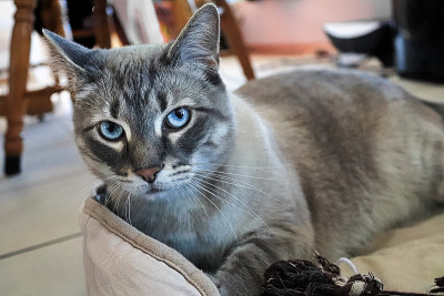 一只多疑不安的猫抬头看着摄像机
