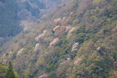 日本京都岚山樱花盛开