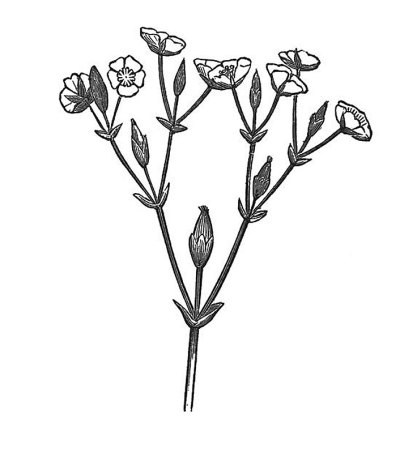 古董插图-植物多分枝-聚伞花序-花序