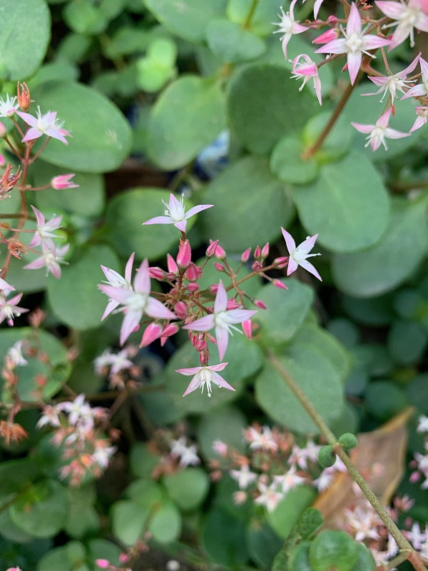 西尔维斯特花