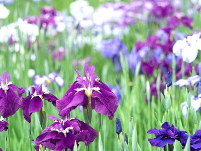 日本虹膜花
