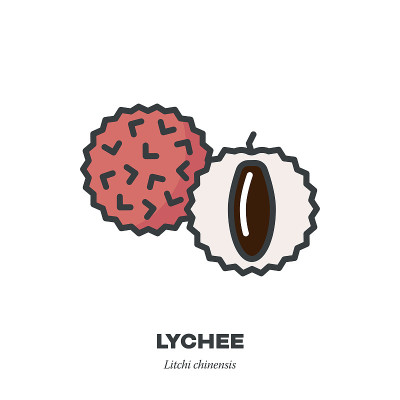 Lychee fruit icon, filled outline style vector