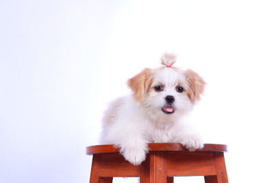 白色贵宾犬小狗。孤立在背景