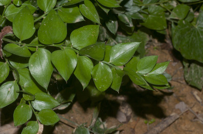 屠夫的扫帚或Ruscus aculeatus。