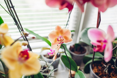 橙色金苹果、珊瑚纳邦兰的特写。家里花的生长。园艺的爱好