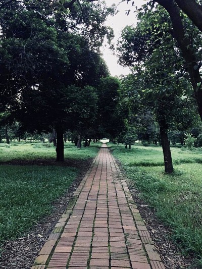 绿色通道