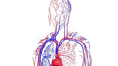 人体循环系统的旋转模型。3d渲染血管。医学背景电脑生成