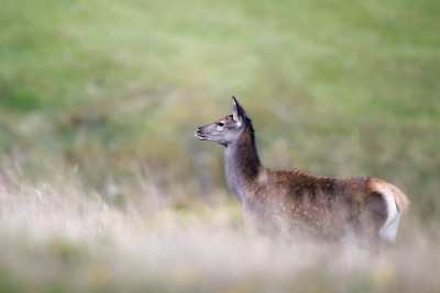 草和羊齿草中马鹿幼崽/马鹿幼崽/马鹿(Cervus elaphus)
