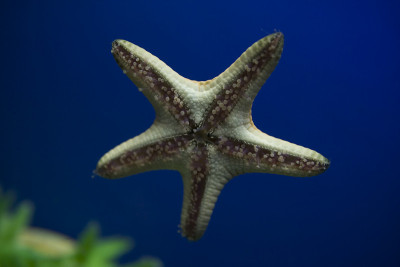 海星