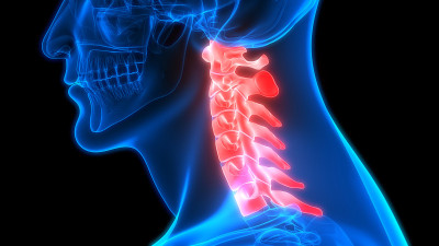人体骨骼系统、脊柱、颈椎解剖学