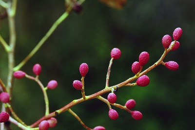 森林里的野果