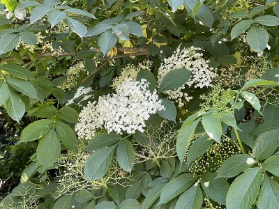 接骨木:欧洲接骨木，一种药用植物