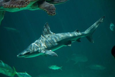 沙洲鲨鱼(Carcharhinus plumbeus)。