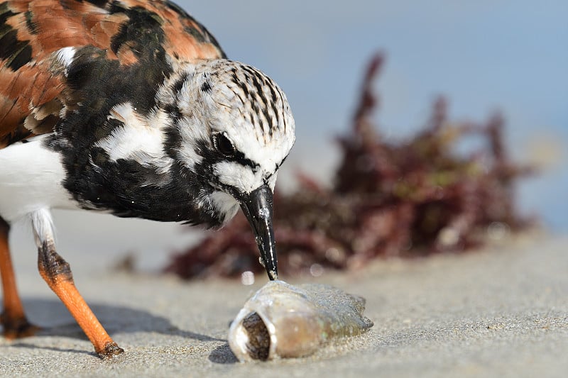 红润turnstone (Arenaria翻译)