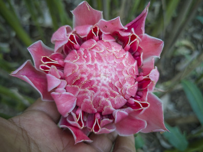 红姜或粉花姜又称红姜。