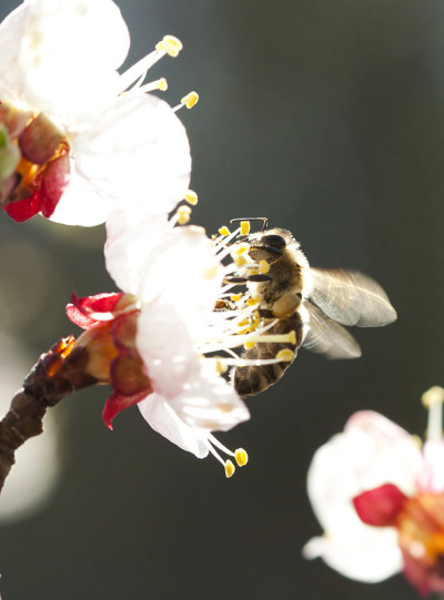 蜜蜂