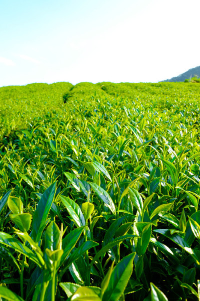 新鲜的有机茶芽、茶叶种植，蓝天、阳光、台湾著名的阿里山乌龙茶区