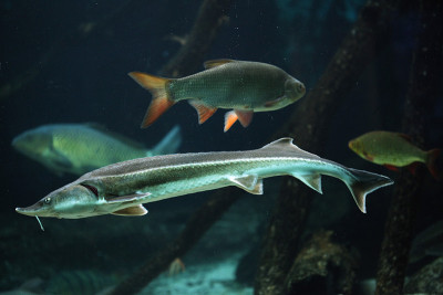 红腹鲟(Acipenser ruthenus)和红腹鲟(Scardinius erythroptha