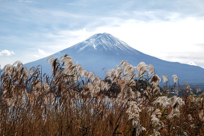 美丽的日本富士山和草地的秋天。